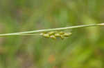 Thinfruit sedge